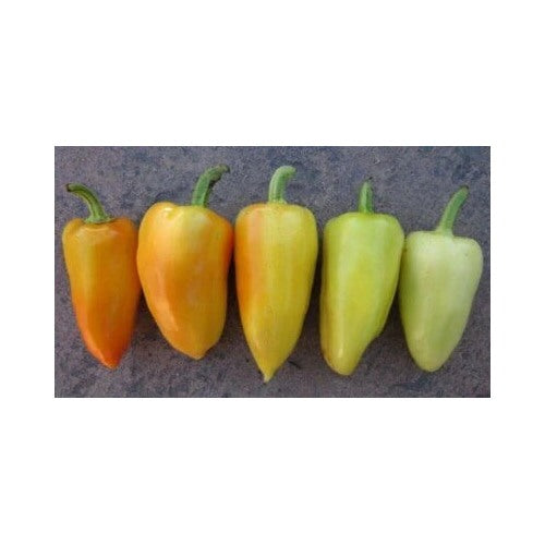 Green White Peppers Antohis Capsicum Annuums Heirlooms Leaves Flowers Non Gmo Flower Seeds Home [neera-v5-d6f5677cf85ad245559f]