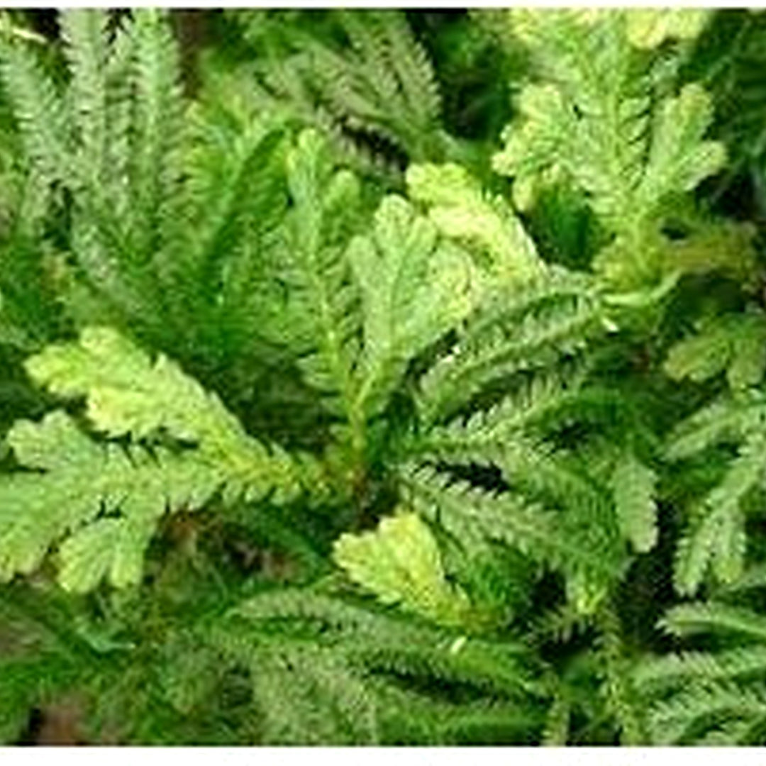 Selaginella Plant Seeds for Planting [neera-v5-d6f7843832a681f216b1]