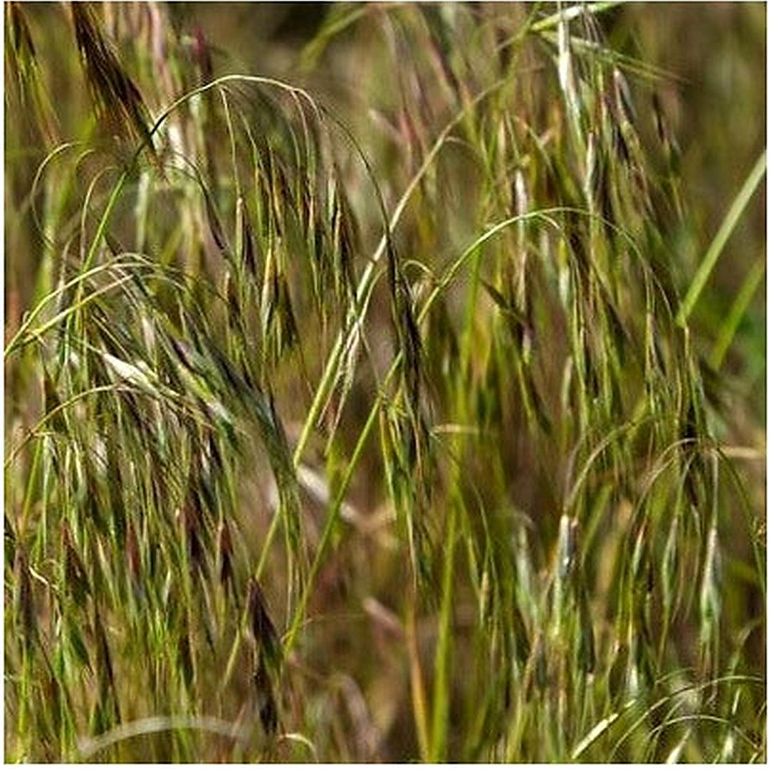 Prairie Brome Planting Wild Pigment Co Heirloom Non Gmo Flower Seeds Home Garden Planting, [neera-v5-d6f7cfbdd686ca5f4db5]