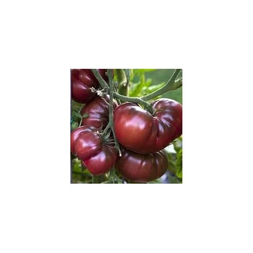 Maroon Tomato Seeds for Planting [neera-v5-d70049854a62917f51dc]