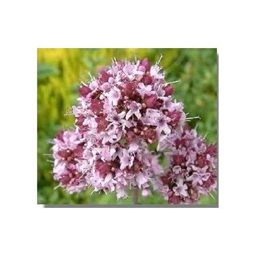 Pink Lavender Marjoram herb seeds [neera-v5-d70171fad42d5f71e373]