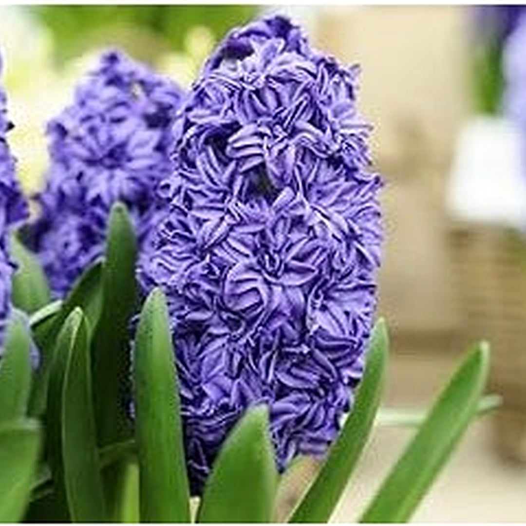 Hyacinthus Blue Flower Seeds for Planting [neera-v5-d71258aac7099d2511a5]