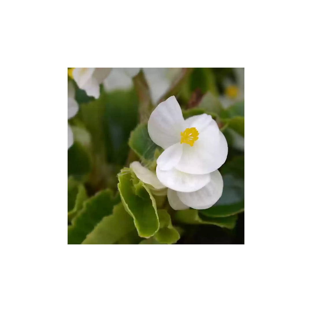 White Begonia Flower Heirloom Non Gmo For Planting Elegant Garden Blooms Flower Seeds for Home [neera-v5-d714b9b81054ffa4af2e]