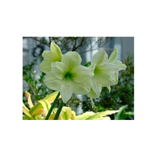 Green Hippeastrum Rutilum Flower Seeds for Planting [neera-v5-d725f19c5f257bd46417]