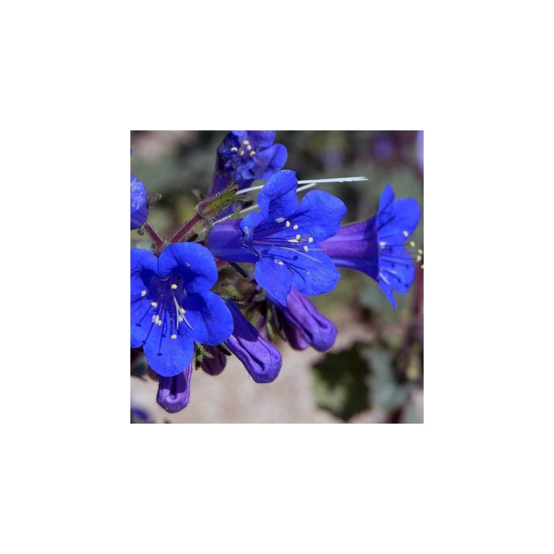 Organic Heirloom Non Gmo Bluebells Flower For Planting Spring Blooming Bulbs Flower Seeds for Home [neera-v5-d72dcc6ce4242dec2121]