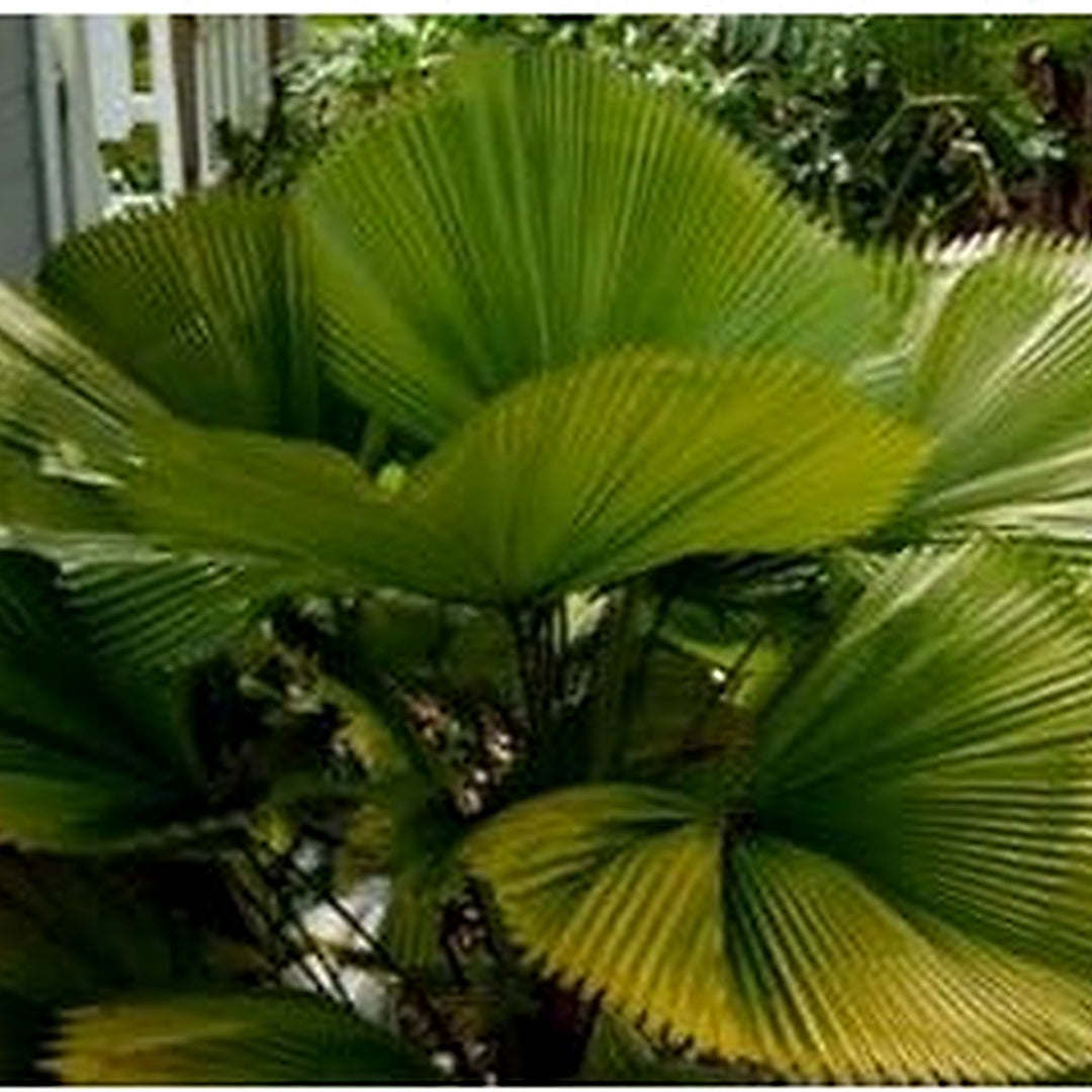 Green Ruffled Fan Palm Seeds for Planting [neera-v5-d7307b27008b6480f335]