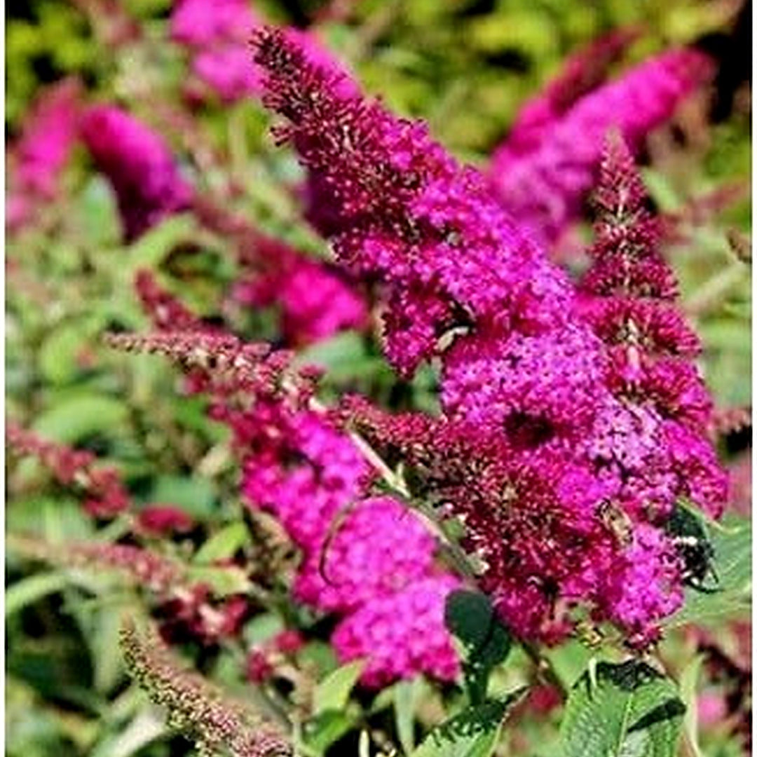 Organic Pink Butterfly Bush Flower Seeds for Planting [neera-v5-d734ccb01b0a0fb8ad59]