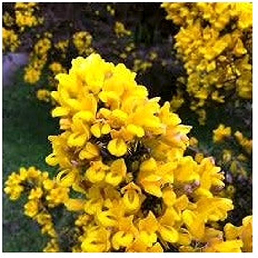 Gorse (Ulex Europaeus) Seeds for Planting [neera-v5-d735f47d17faae67d627]