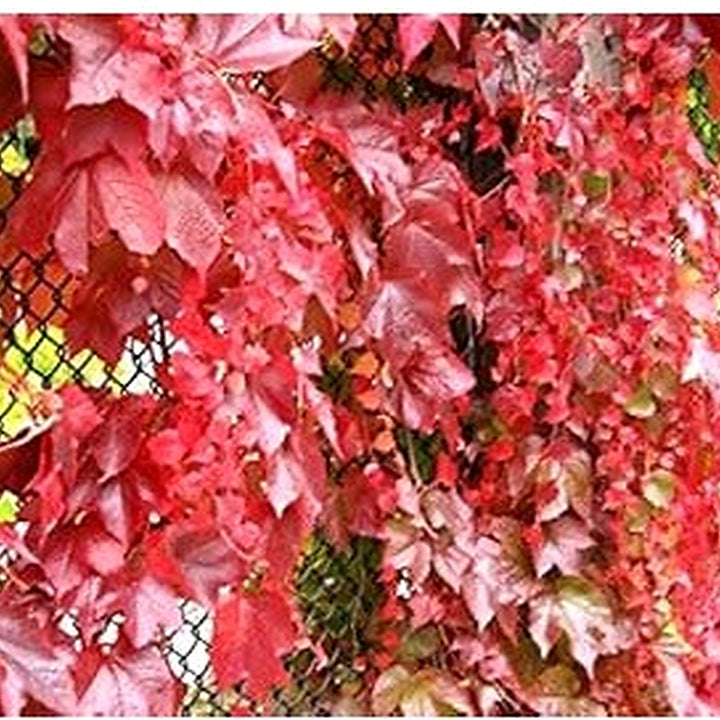 Parthenocissus Plant Seeds [neera-v5-d74e2f82756b80804487]