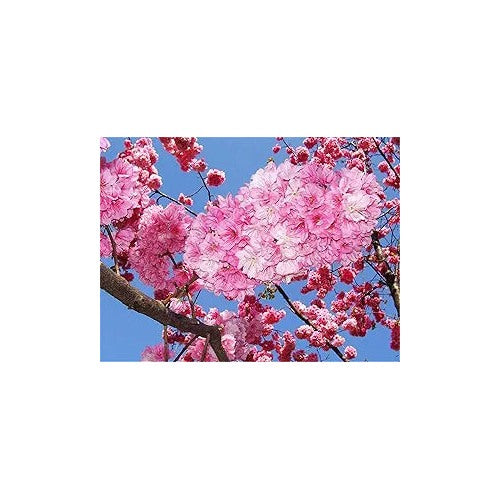 Cherry Blossom Flower For Planting Flower Seeds for Home Garden Planting, Exotic Organic Blooming [neera-v5-d75ab49c54145399319b]