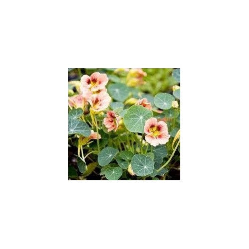 Light Peach Nasturtium Flower Seeds [neera-v5-d75bba3699a32a054ad6]