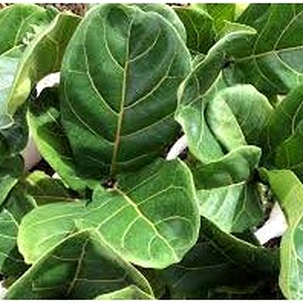 Green Ficus Lyrata Tree Plant Seeds for Planting [neera-v5-d7649ed4e355be2672a0]