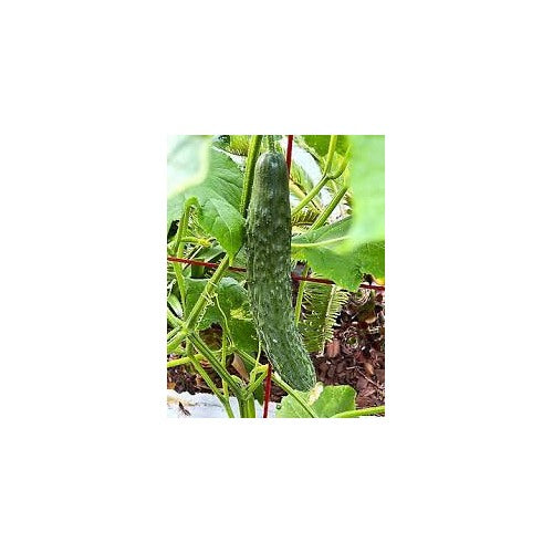 Japanese Long Cucumber Seeds for Planting [neera-v5-d7668f4fb7c69c426fe9]