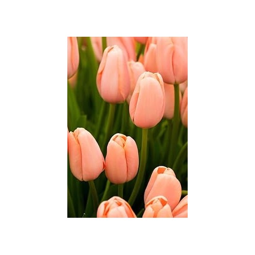 Peach Tulip Flower Seeds for Planting [neera-v5-d767d11584789f04792a]