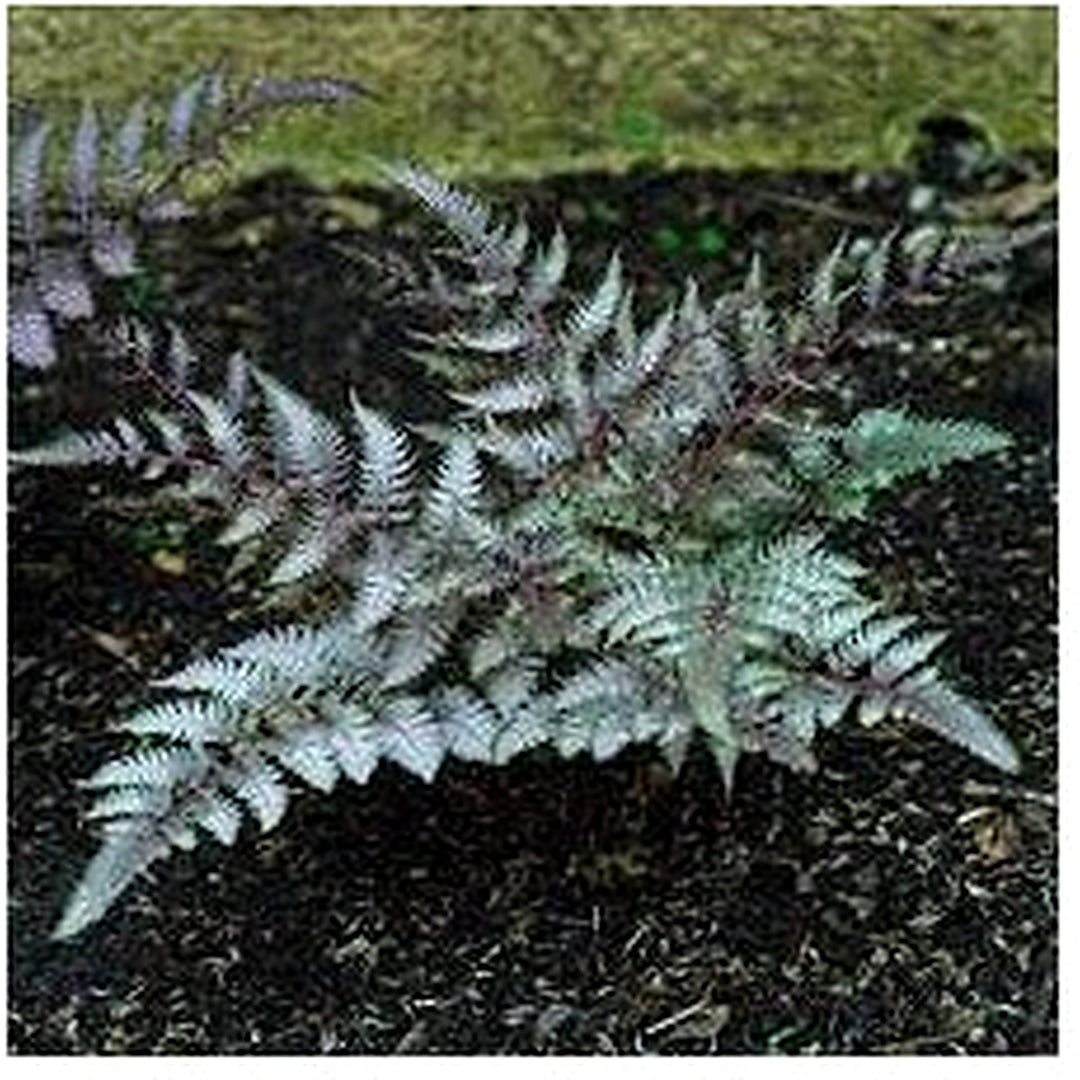 Japanese Painted Fern Seeds [neera-v5-d76c250c2d1c6d17a60c]
