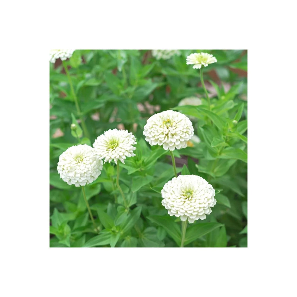White Zinnia Flower For Planting Non Gmo Heirloom Garden Flower Flower Seeds for Home Garden [neera-v5-d770f8fff14d39a27539]