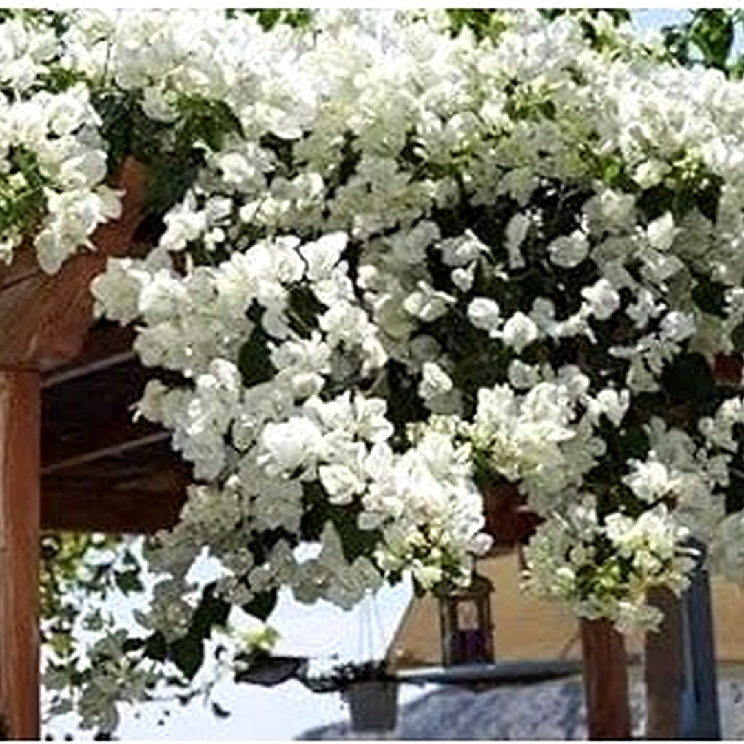 White Bougainvillea Seeds for Planting [neera-v5-d777a0279b07a8ab6c2e]