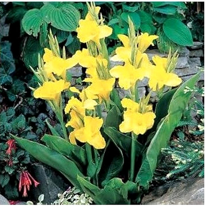 Yellow Pretoria Flower Seeds for Planting [neera-v5-d77d29ca2ba8ea842825]