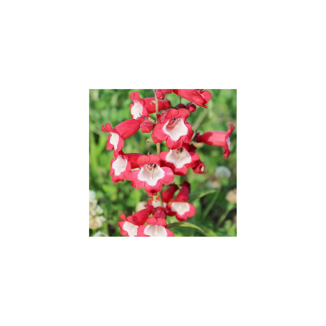 Red Penstemon Hartwegii Flower For Planting Flower Seeds for Home Garden Planting, Landscape [neera-v5-d7806fa1e9d353099e62]
