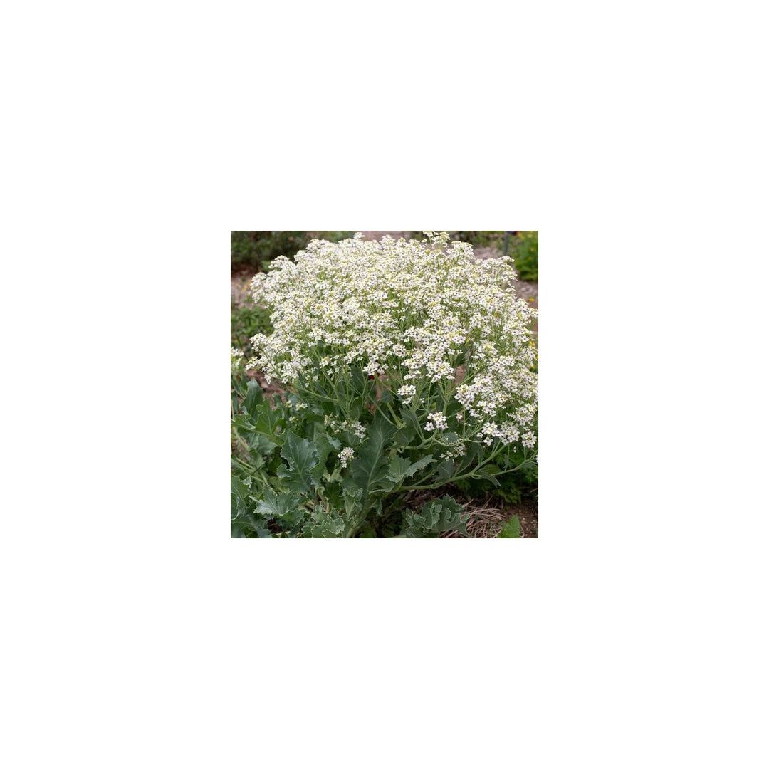 Seakale Flower For Planting Non Gmo Flower Seeds for Home Garden Planting, Fragrant Organic [neera-v5-d784435bfbc525ad5be7]