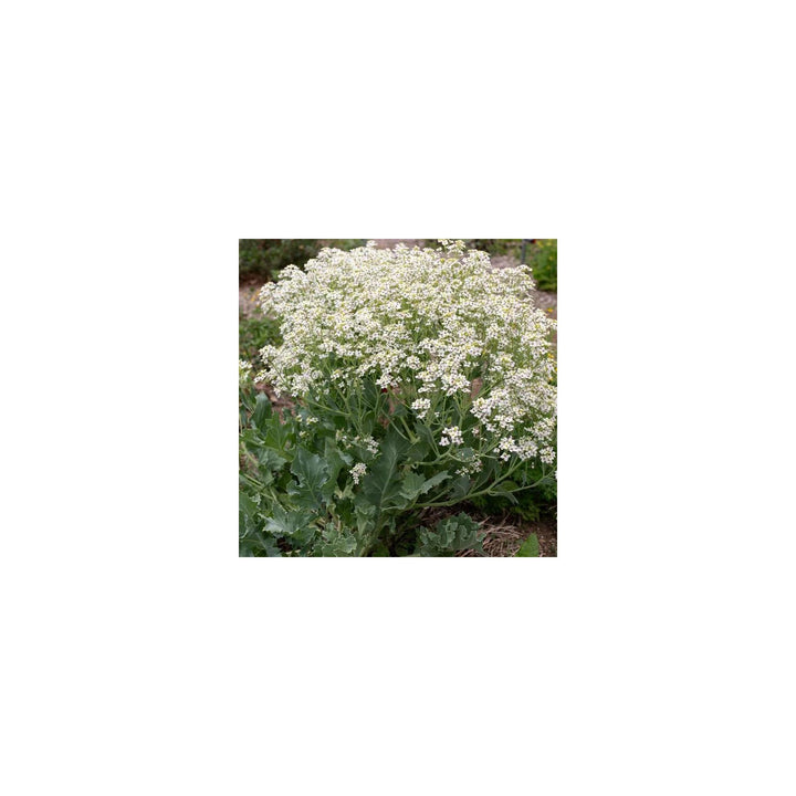 Seakale Flower For Planting Non Gmo Flower Seeds for Home Garden Planting, Fragrant Organic [neera-v5-d784435bfbc525ad5be7]
