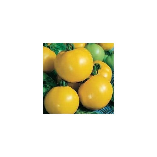 Heirloom Yellow Hybrid Tomato Vegetable Seeds [neera-v5-d784c705d08e8e01ae44]