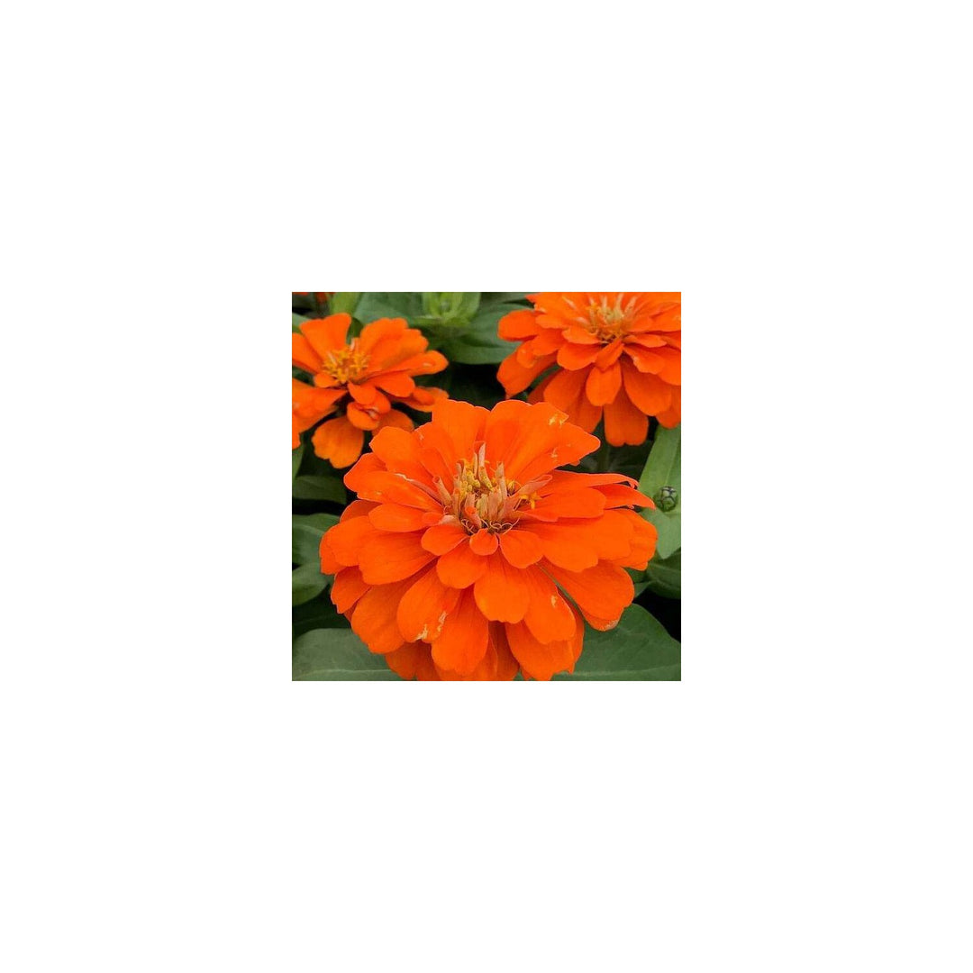 Orange Zinnia King Zinnia Elegans Flower For Planting In Home Garden Or Indoor Pots Flower Seeds [neera-v5-d786264eef65baee777a]