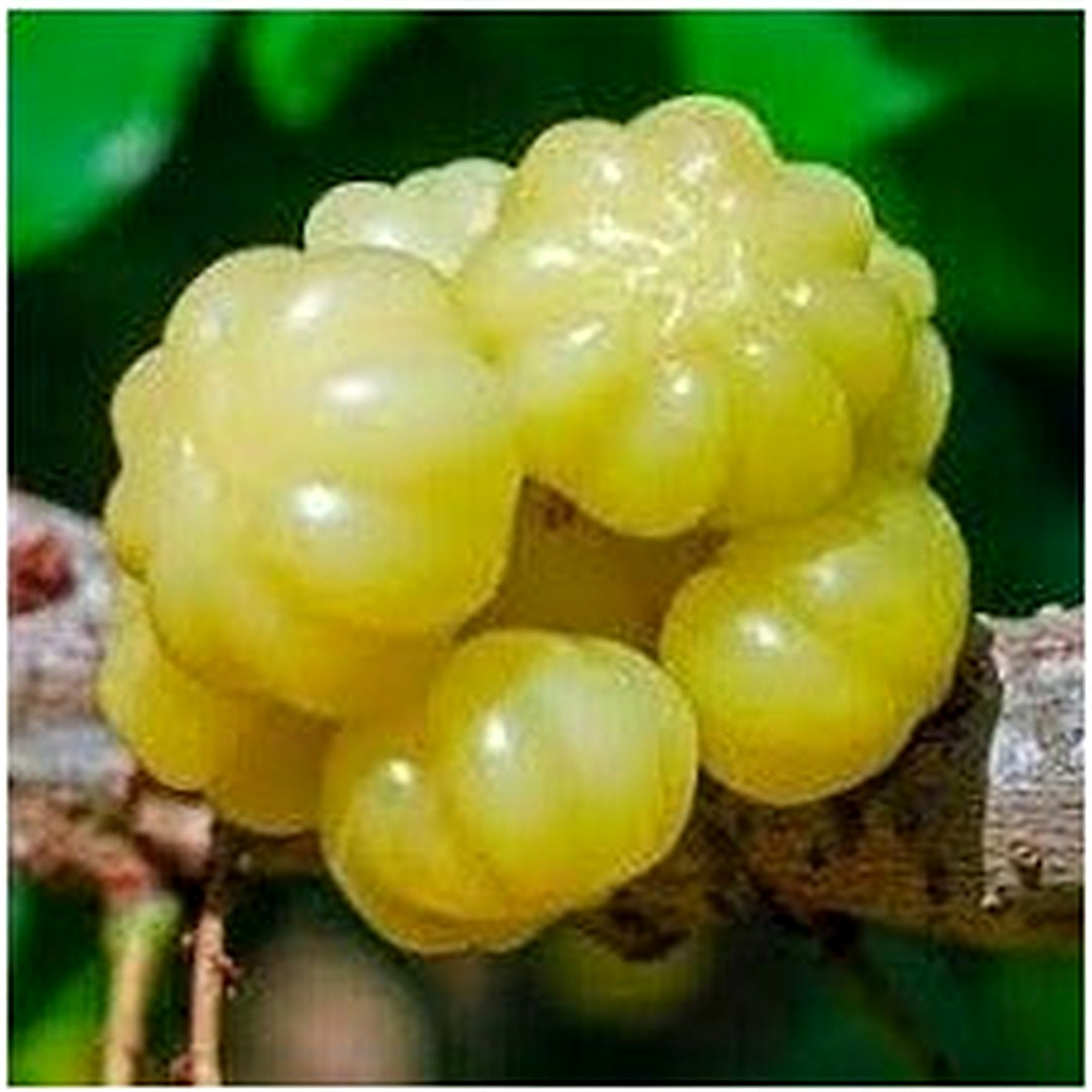 Starfruit Seeds [neera-v5-d788fcae01a4c97ba0b4]