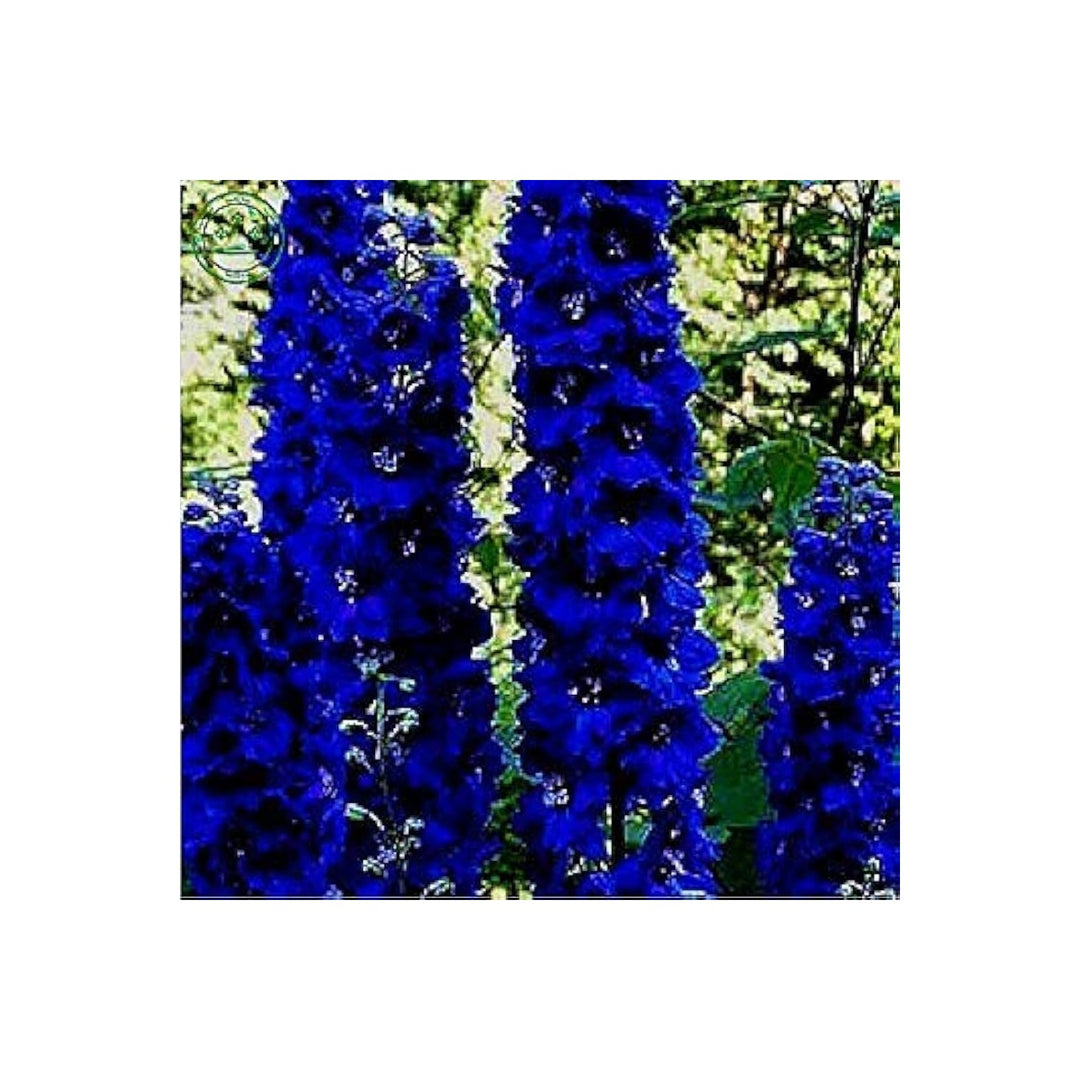 Larkspur Delphinium Crotchii Salmon King Flower For Planting Ideal For Cottage Garden Tall [neera-v5-d79e5ecdad832f6abc04]