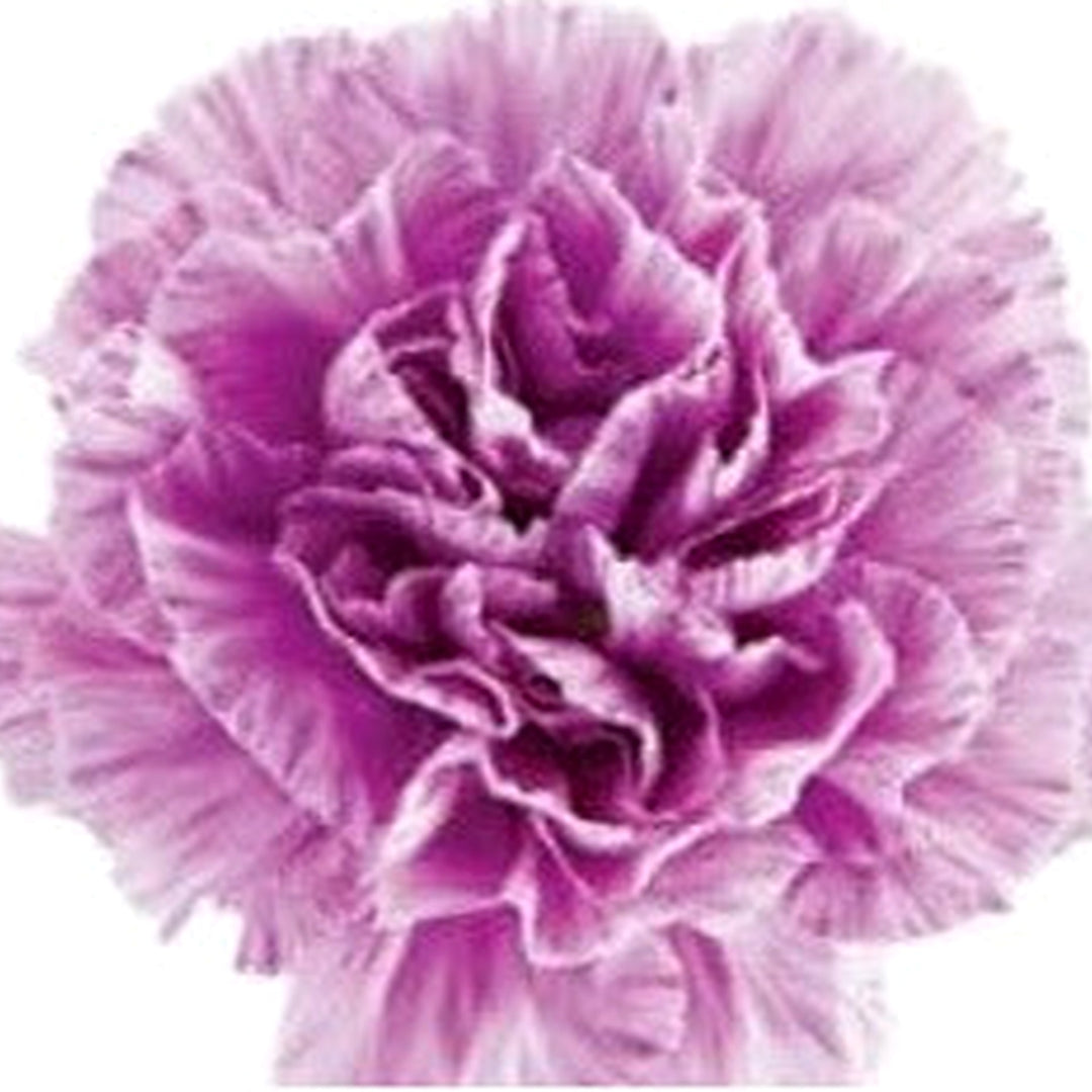 Purple Carnation Flower Seeds for Planting [neera-v5-d7a18223aa7b69b69e7c]