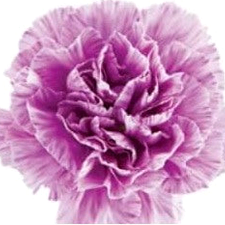 Purple Carnation Flower Seeds for Planting [neera-v5-d7a18223aa7b69b69e7c]