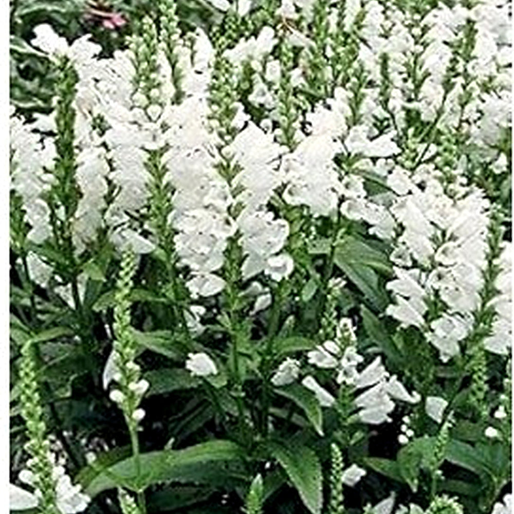 White Perennial Flower Seeds for Planting [neera-v5-d7a3c42ae8401103e0c6]