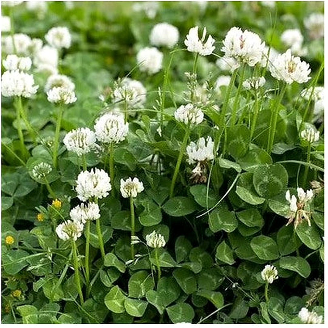 White Ladino Clover Planting age Nitrogen Fixer Soil Fixer Heirloom Non Gmo Flower Seeds [neera-v5-d7aa387dbafa5bae4be5]