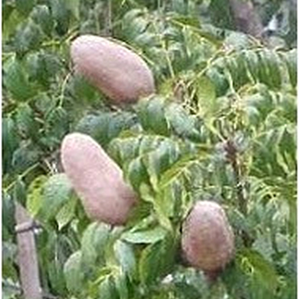 Khaya Senegalensis (African Mahogany) Seeds [neera-v5-d7b86ca6969ae5a9892b]