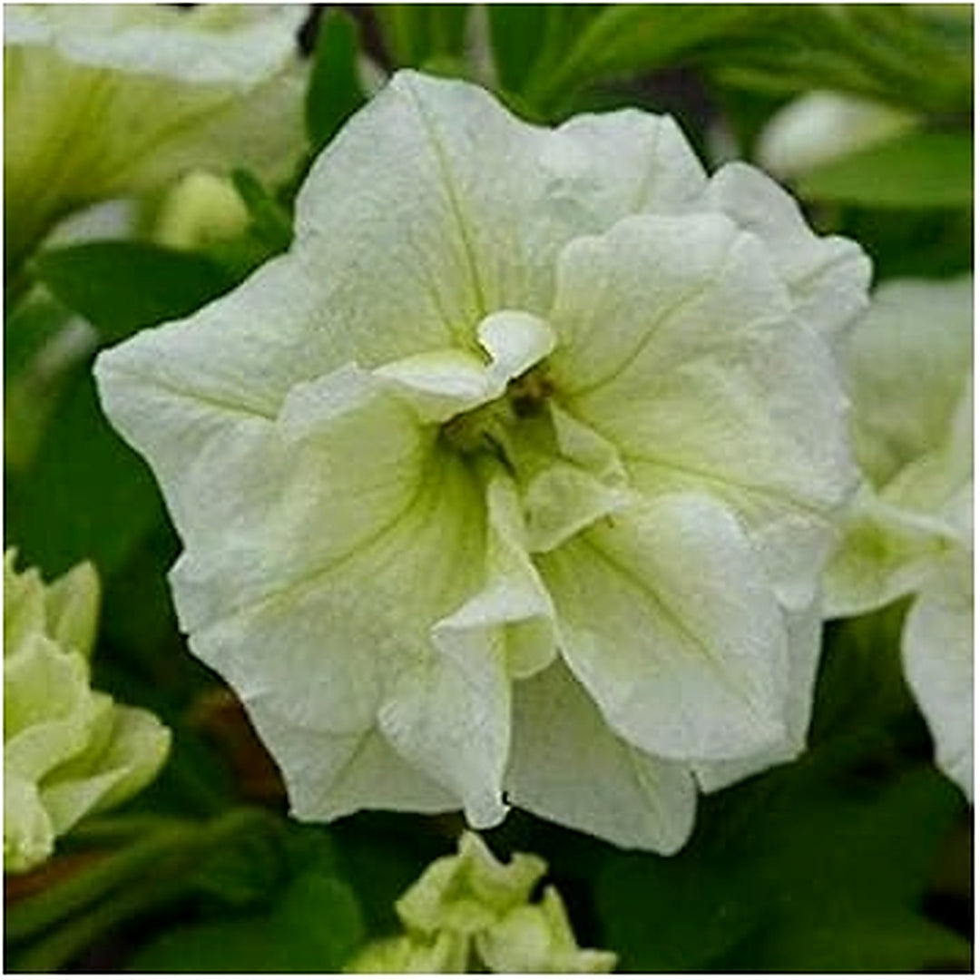 White Double Petunia Seeds for Planting [neera-v5-d7bcd1295d6453798481]