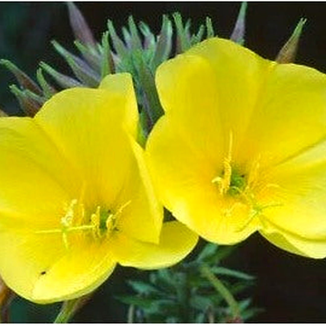 Yellow Common Evening Primrose Planting Beautiful Flowers Fragrant Free Ship Heirloom Non Gmo [neera-v5-d7c500a60ef1c2020812]