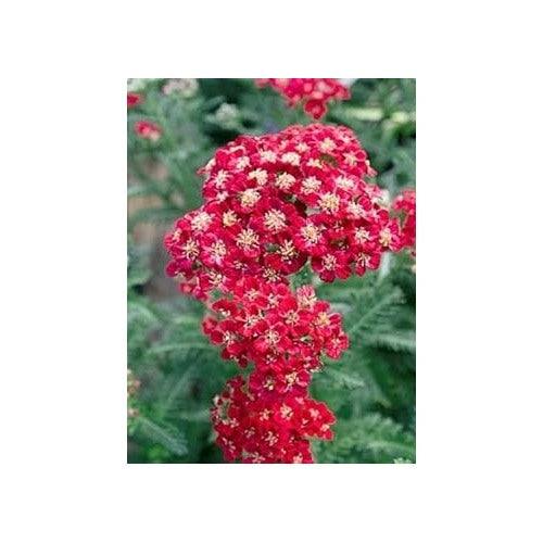 Red Heirloom Yarrow Flower For Planting Non Gmo Flower Seeds for Home Garden Planting, Ornamental [neera-v5-d7c565853e141e3a7ae1]