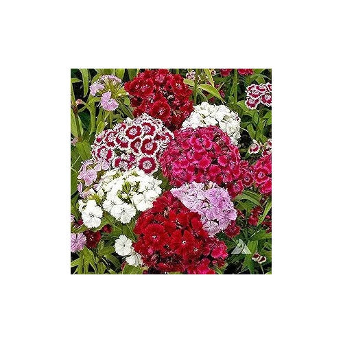 Sweet William Dianthus Barbatus Flower For Planting In Garden Borders Or Indoor Containers Flower [neera-v5-d7d2b50f842b49a591d9]