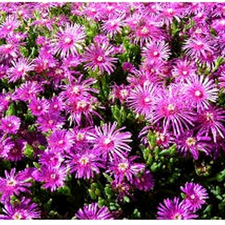 Pink Delosperma Flower Seeds for Planting [neera-v5-d7d4991ee3dfecac3a07]