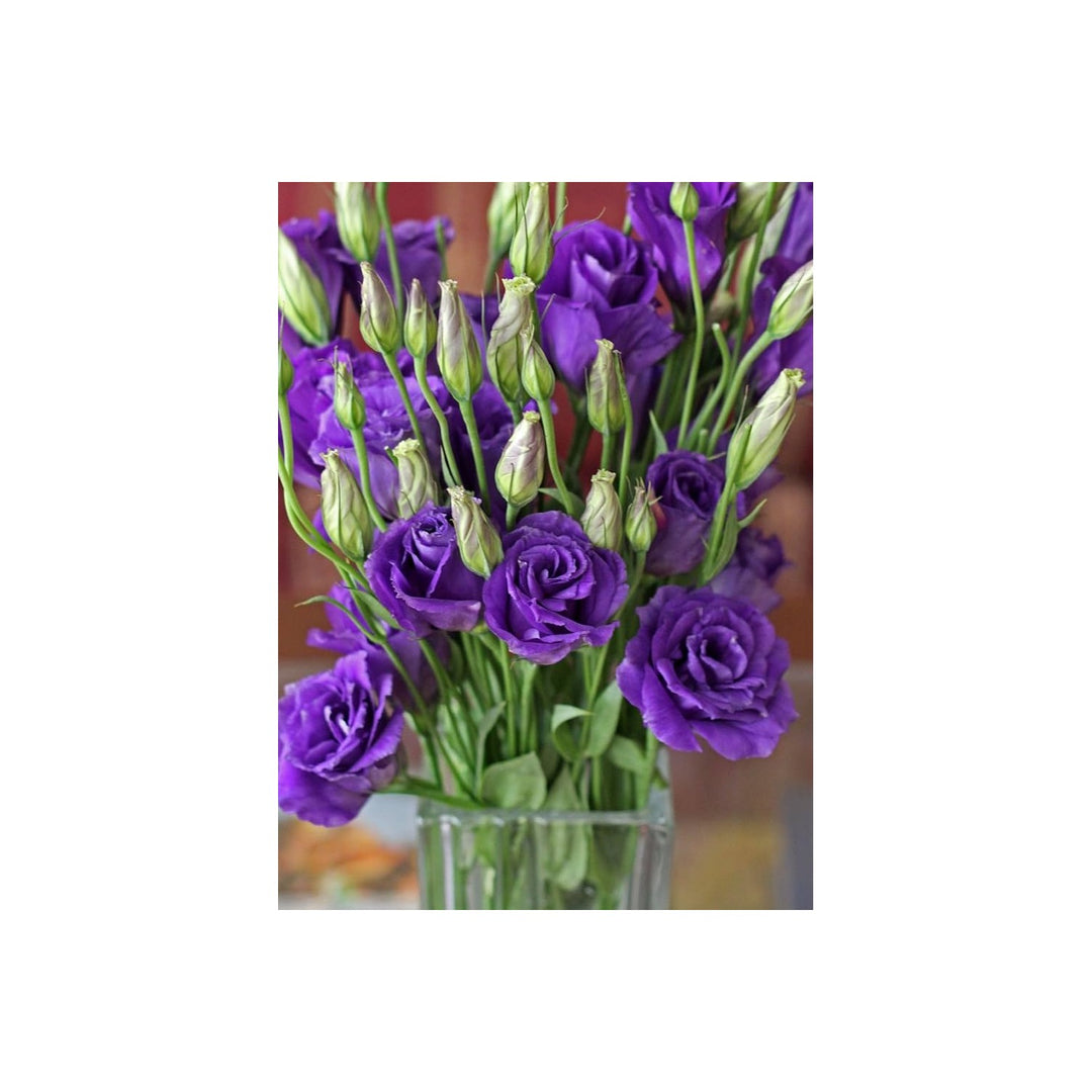 Purple Lisianthus Eustoma Griflorum Flower For Planting Best For Cut Flower Gardens Backyard [neera-v5-d7d4a9b7985a62576acb]