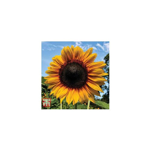 Giant Sunflower Seeds for Planting [neera-v5-d7dba0fd773b542b1312]