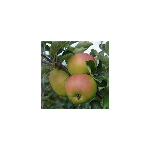 Braeburn Apple Fruit Seeds for Planting [neera-v5-d7f66062b70b421d815c]
