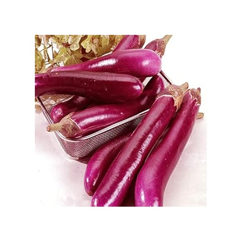 Purple Eggplant Sweet Seeds for Planting [neera-v5-d7fa763e7ab5594e5bd4]