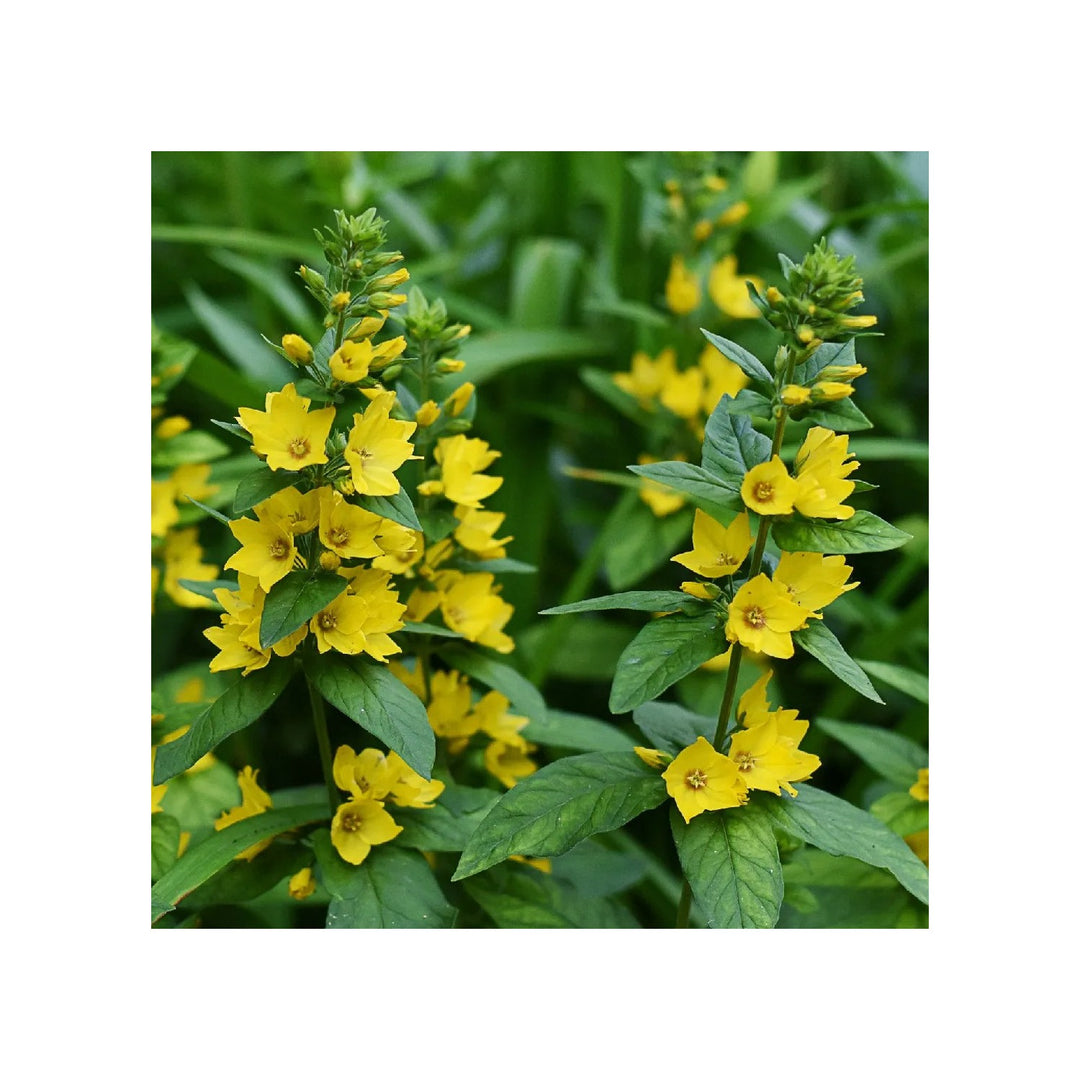 Yellow Heirloom Non Gmo Lysimachus Punctata Flower Garden Planting Bright Perennial Blooms [neera-v5-d819c08227a36808ff24]