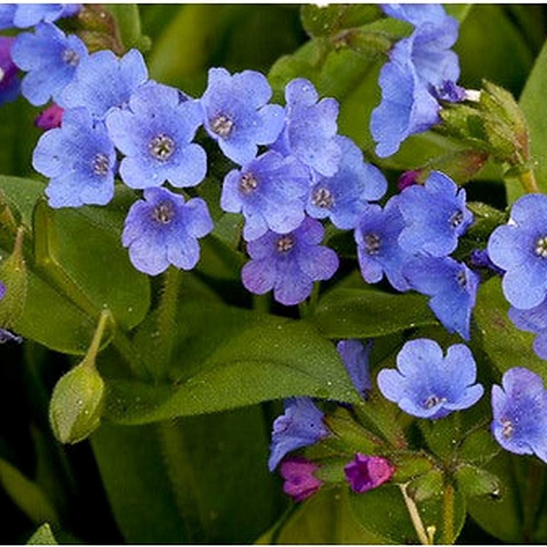 Blue Pulmonaria Lungwort Flower Seeds for Planting [neera-v5-d81a30639a0eb7396a31]