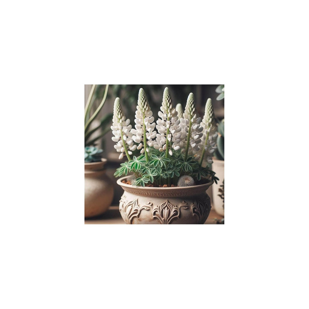 White Heirloom Non Gmo Bonnet Flower For Planting Elegant Blooms For Garden Borders Flower Seeds [neera-v5-d81c316dacd1f0cf160b]