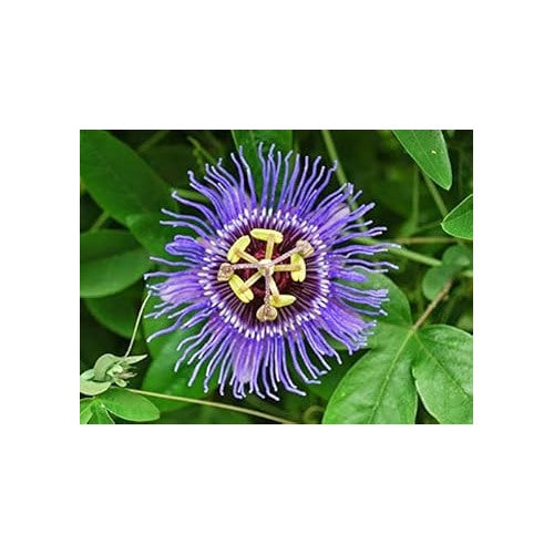 Violet Passion Flower Seeds for Planting [neera-v5-d81e88711750066540d5]