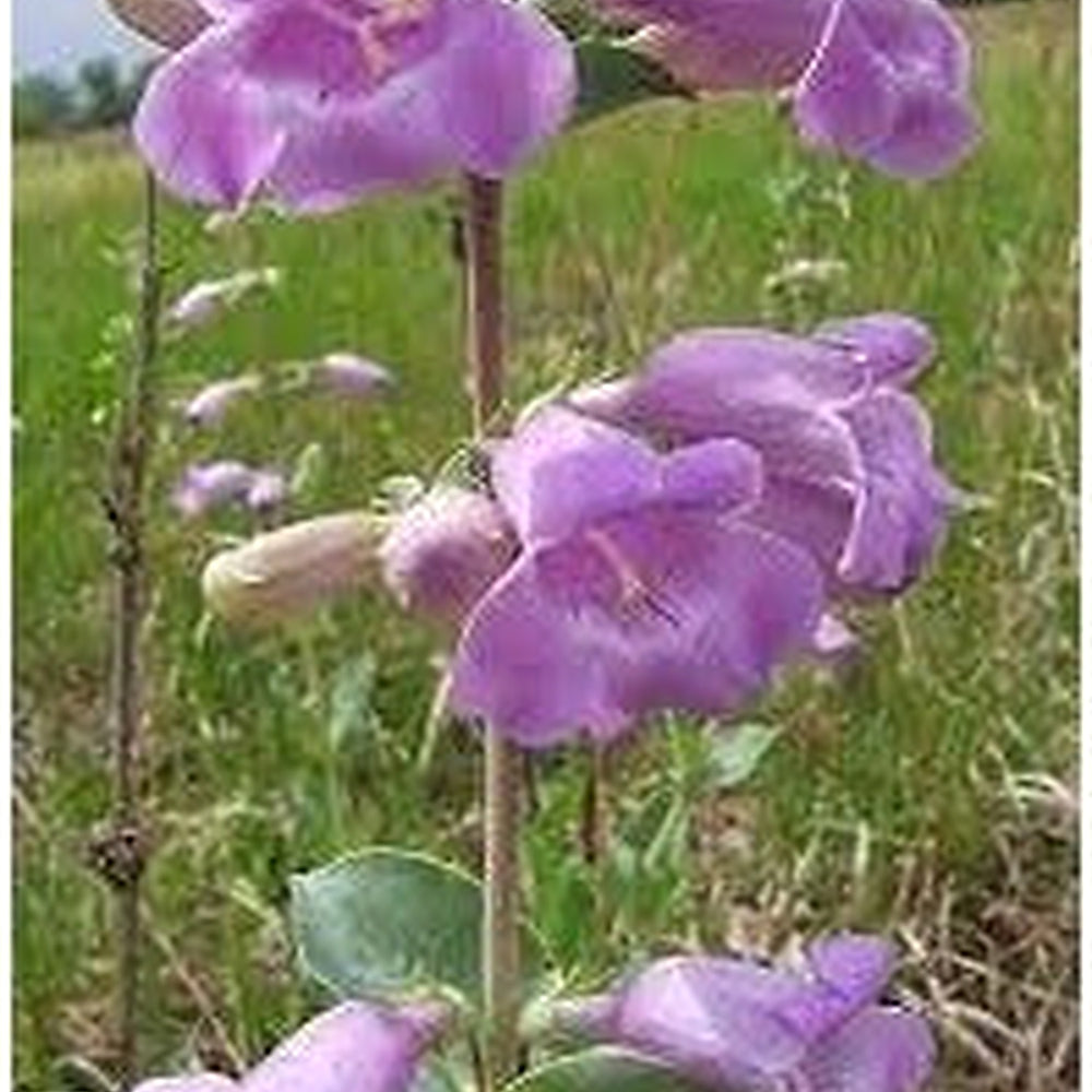 Heirloom Non-GMO Beardtongue Flower Seeds for Garden Planting [neera-v5-d8225380b3ba1fd1057b]