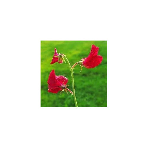 Red Sweet Pea Flower Seeds for Planting [neera-v5-d823770a8ad11a7747ea]