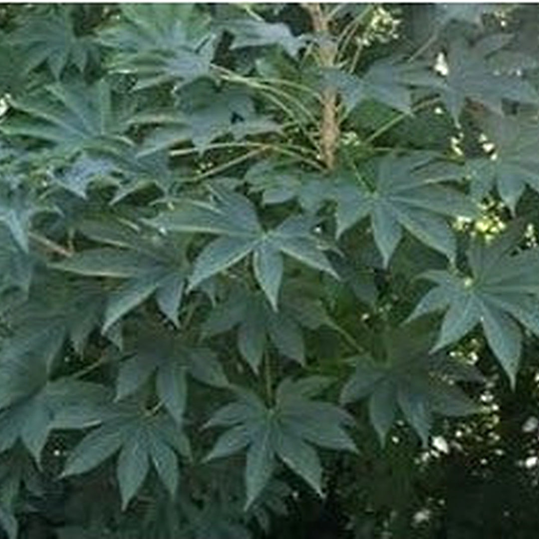 Kalopanax Septemlobus Seeds for Planting [neera-v5-d8272f18aaf7b2b5f74d]